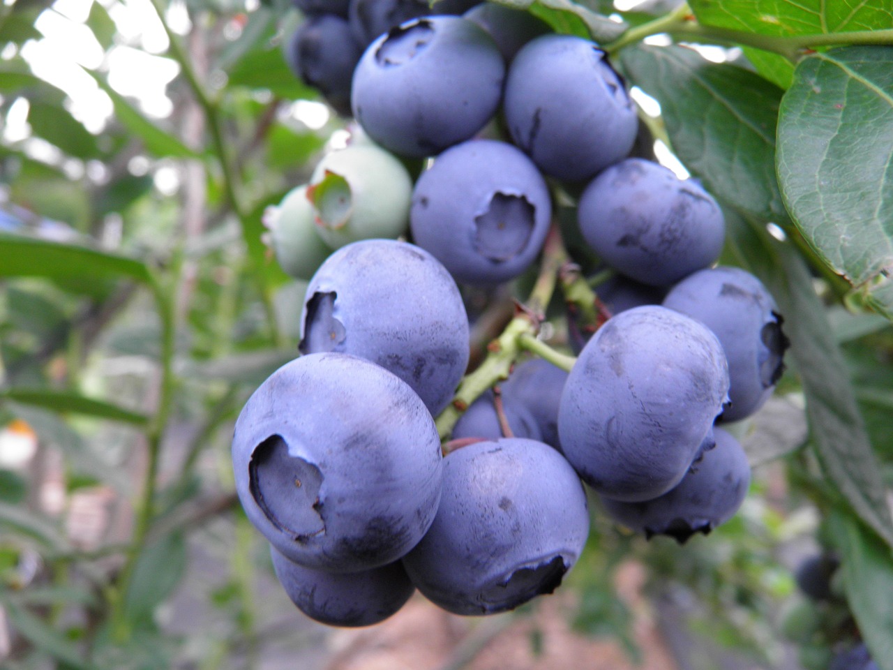 How to Create an Eco-Friendly Orchard in Your Backyard?